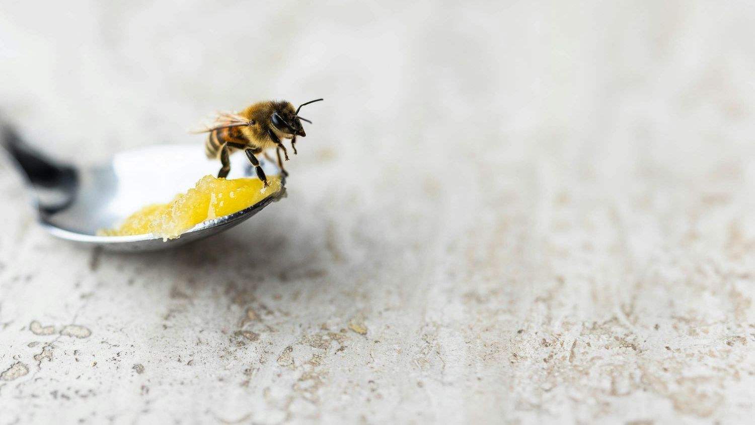 Bees can detect viruses in food sources, but don't necessarily avoid them