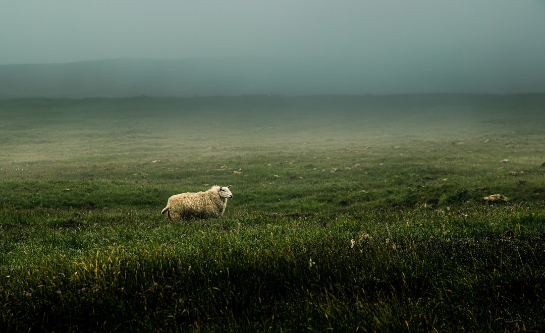 Zodiac Sign #1: Aries - The Identity Dissolves and Reforms (Image Credits: Unsplash)