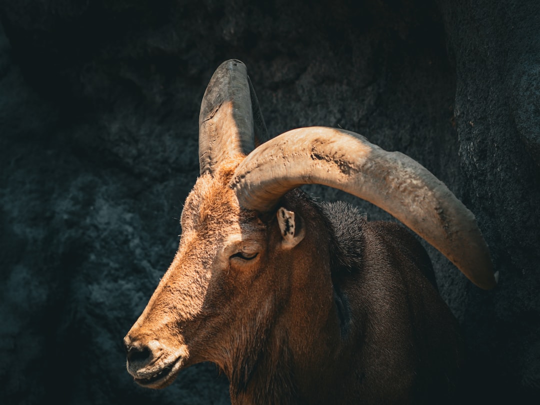 The Wider Cardinal Sign Warning: Capricorn Isn't Off the Hook (Image Credits: Unsplash)