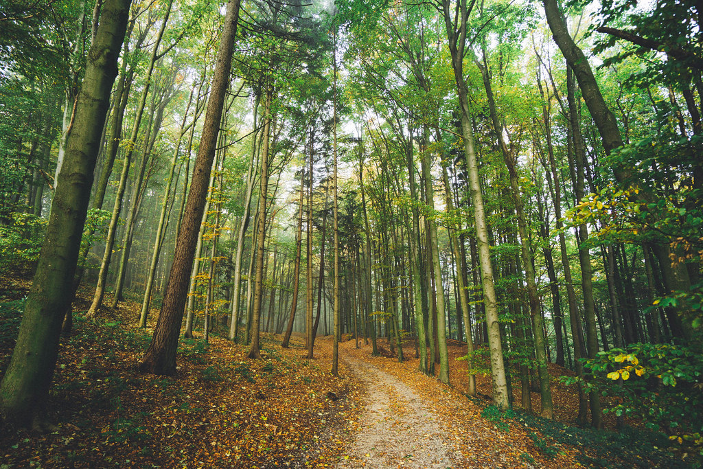 How to Navigate This Transit Without Getting Lost in the Fog (hannes-flo, Flickr, CC BY 2.0)