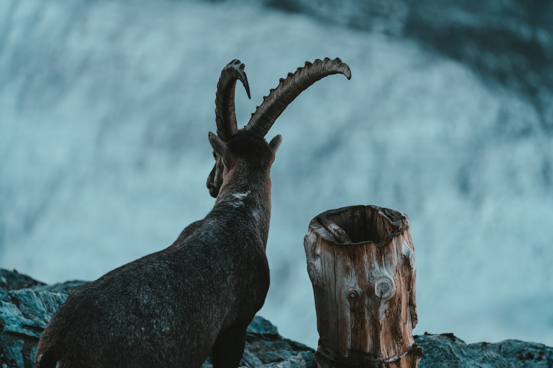 Capricorn's Natural Affinity for Long-Game Investing (Image Credits: Unsplash)