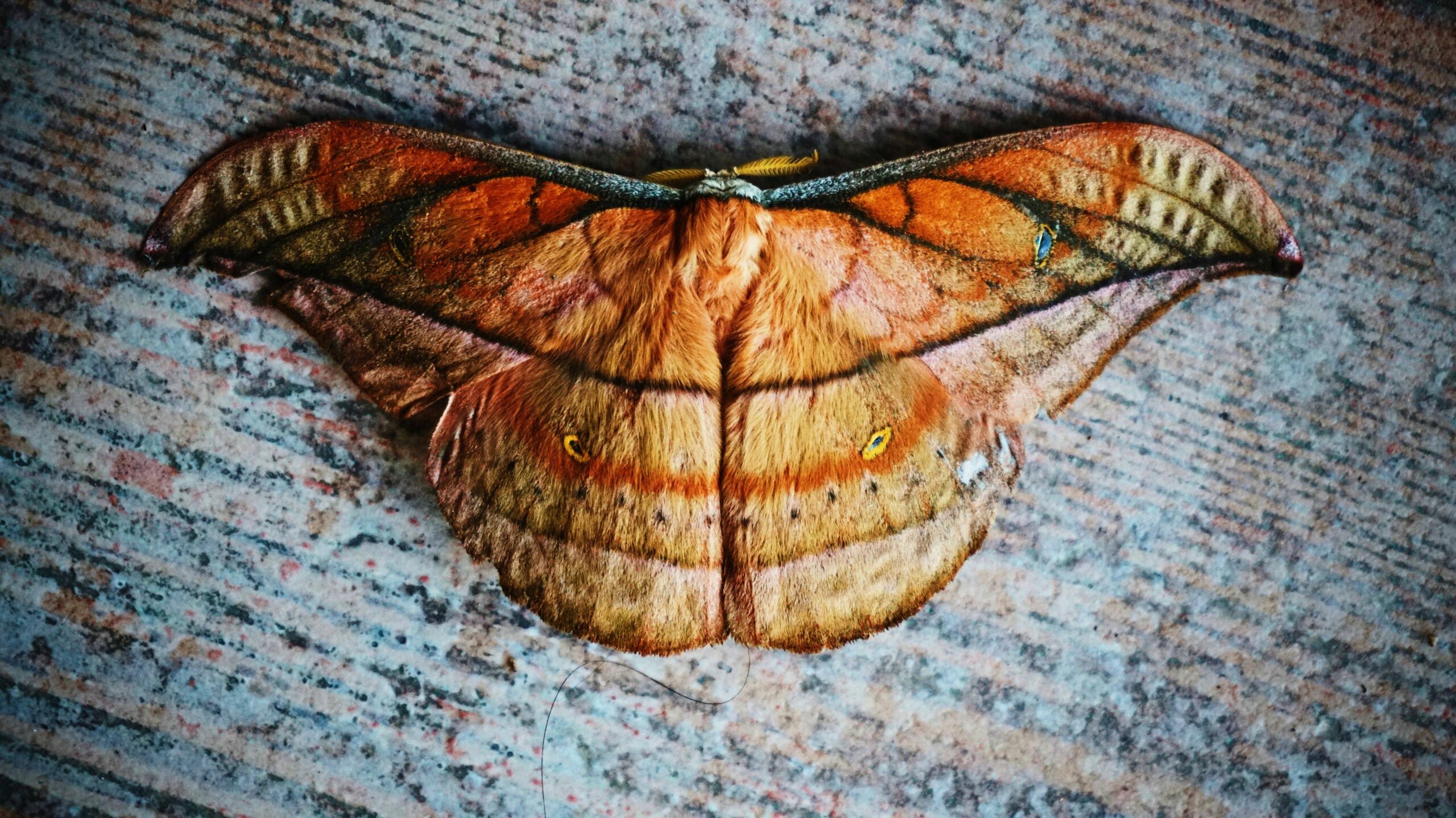 Evolution isn’t random. Scientists find the same genes used for 120 million years