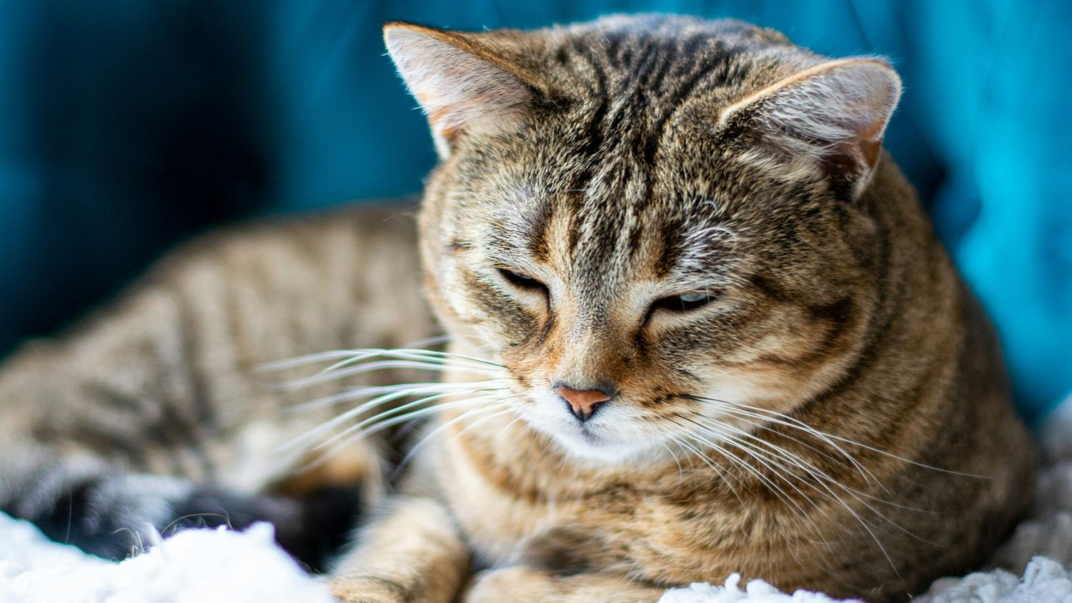 10 Reasons Napping Is The Ultimate Power Move For Your Brain, Heart & Mood (P)