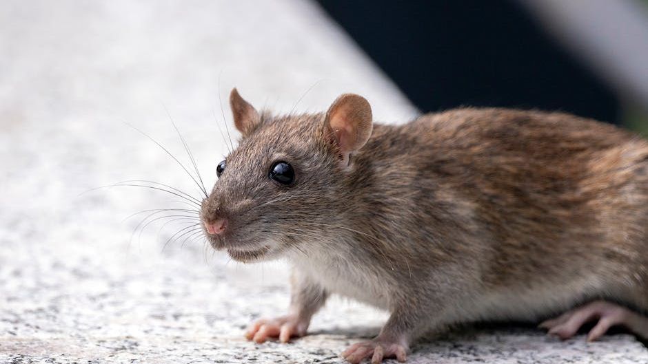 3 cruise ship passengers are dead, and hantavirus is the suspected culprit: What to know