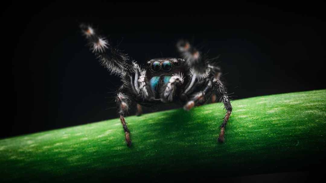 Extraordinary Creatures: Jumping Spiders