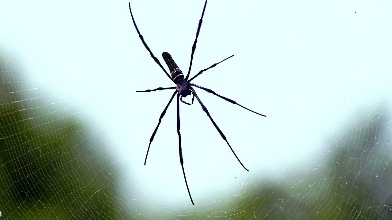 Solitary Confinement: Surprising Post-Copulatory Behaviour of an Australian Species of Wishbone Spider (Mygalomorphae: Anamidae: Aname)