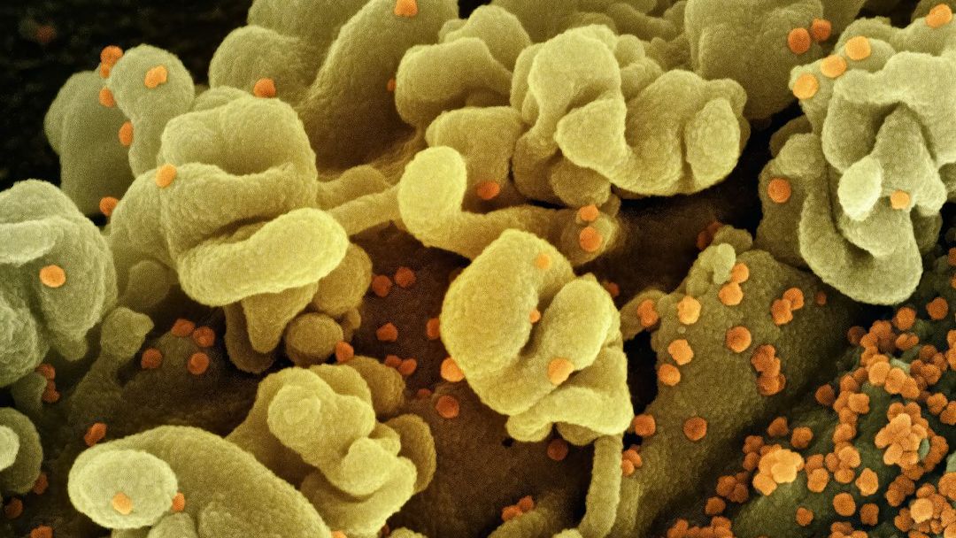 Beyond Antibiotics: Why the Next Great Medical Battle Is Against Fungus