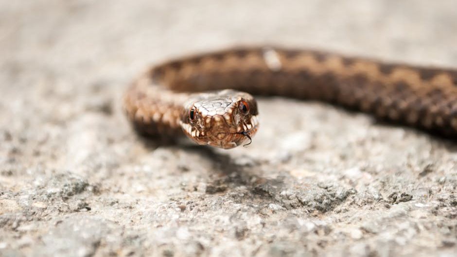 Determinants of severity and spatial inequalities in snakebite envenomation in a vulnerable Brazilian mesoregion: a retrospective ecological study