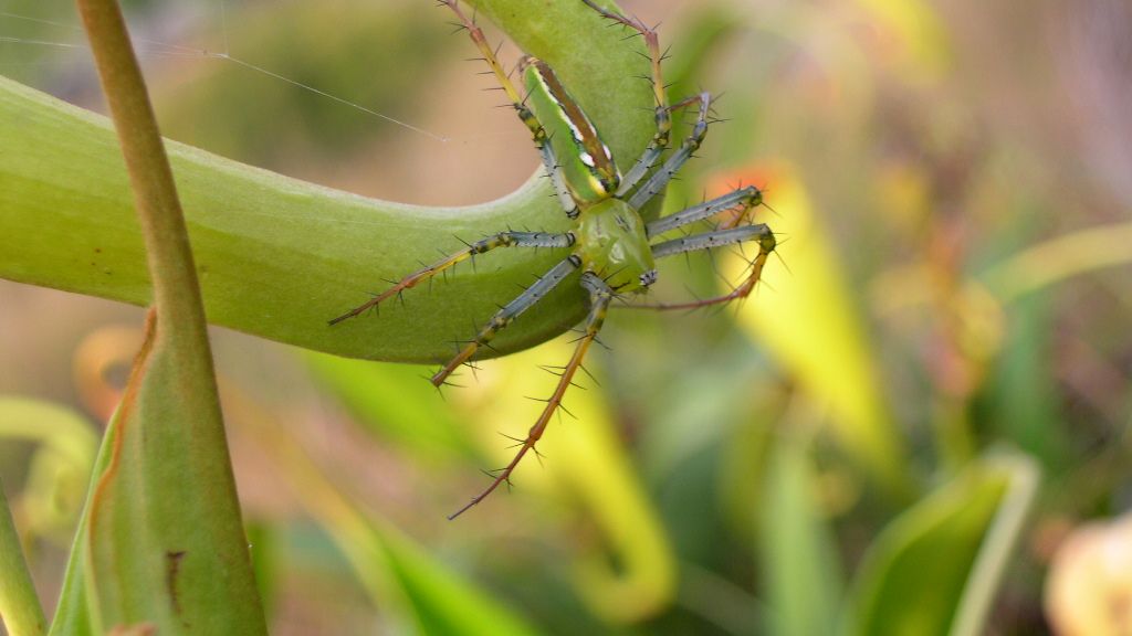 Evolutionary adaptation and mitogenomic diversity of spiders associated with Nepenthes smilesii Pitcher Plants in Thailand