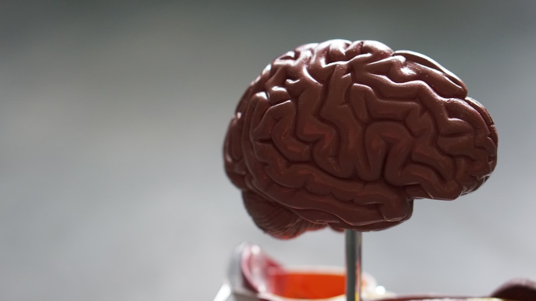 Estrogen in both the male and female brain shapes responses to trauma, study suggests