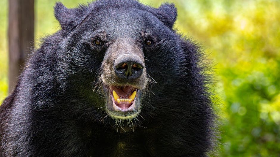 Bear attack injures two hikers in Yellowstone National Park