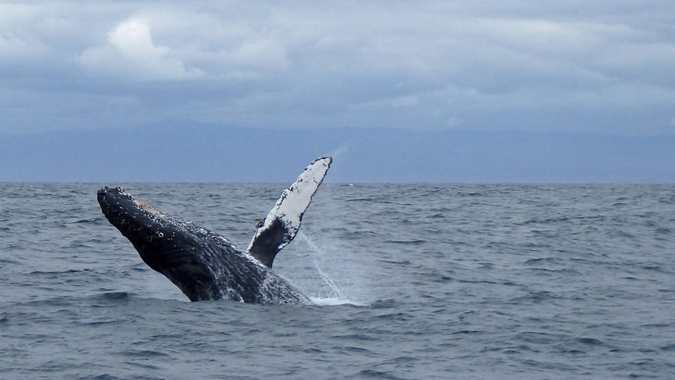 Grey whale struck by Jet Ski near Vancouver's Siwash Rock