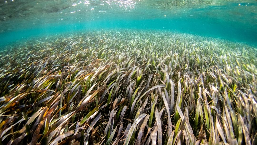 Your impact for our oceans is growing