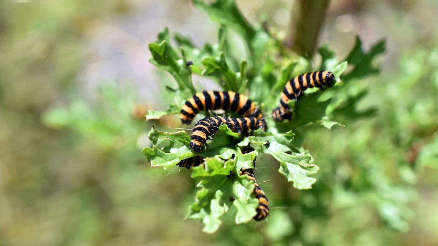 Oak trees are delaying spring to starve caterpillars