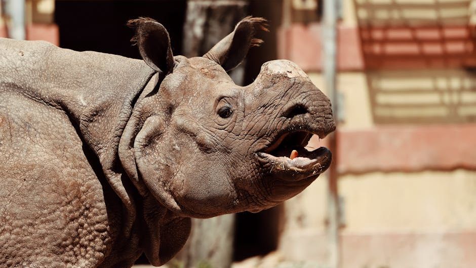 Neandertals used rhinoceros teeth as tools