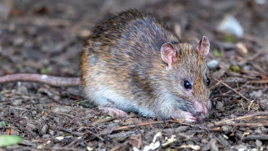 How hantavirus may have spread aboard a cruise ship