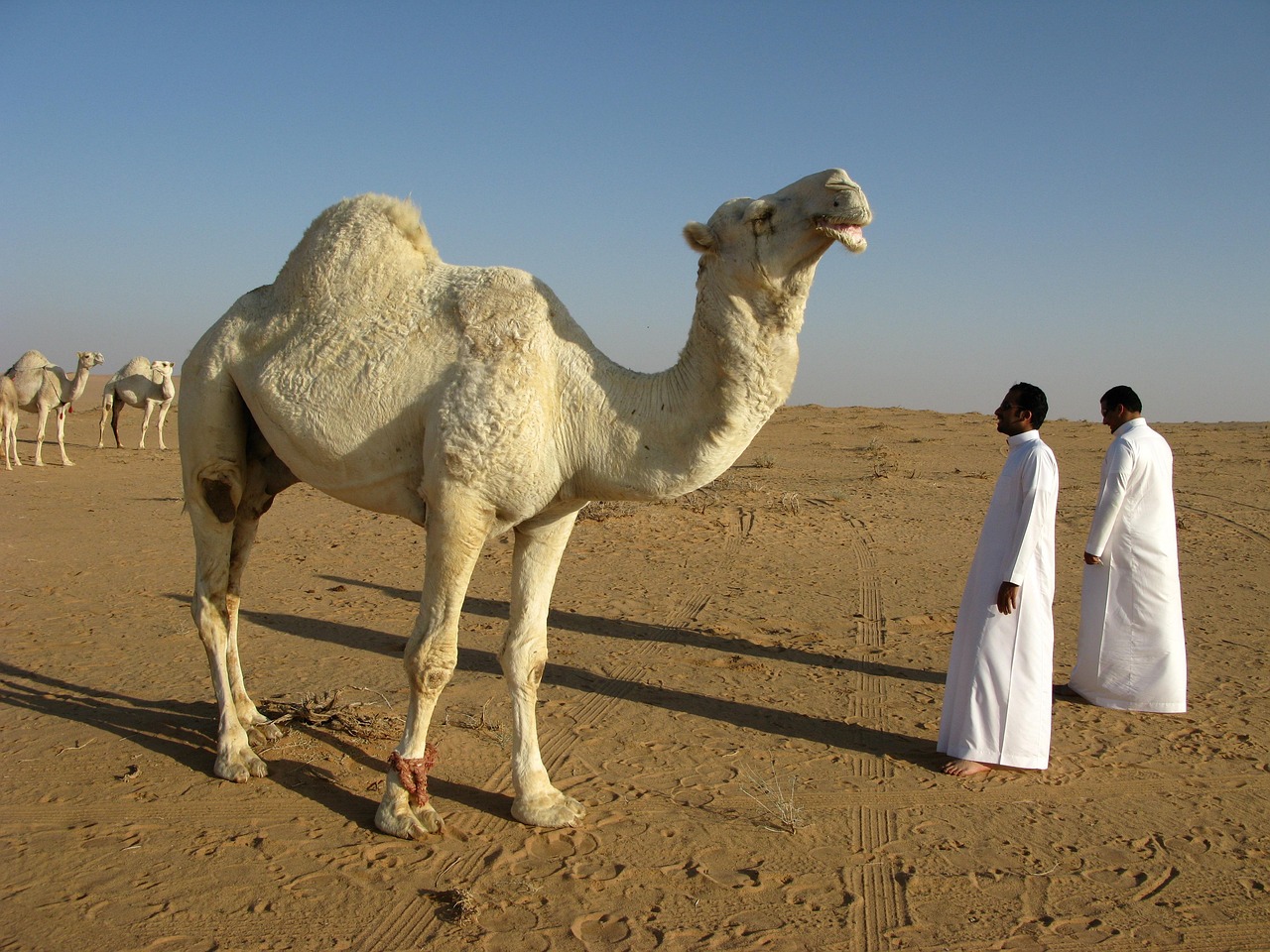 Country #1: Saudi Arabia Opens the Door (Image Credits: Pixabay)