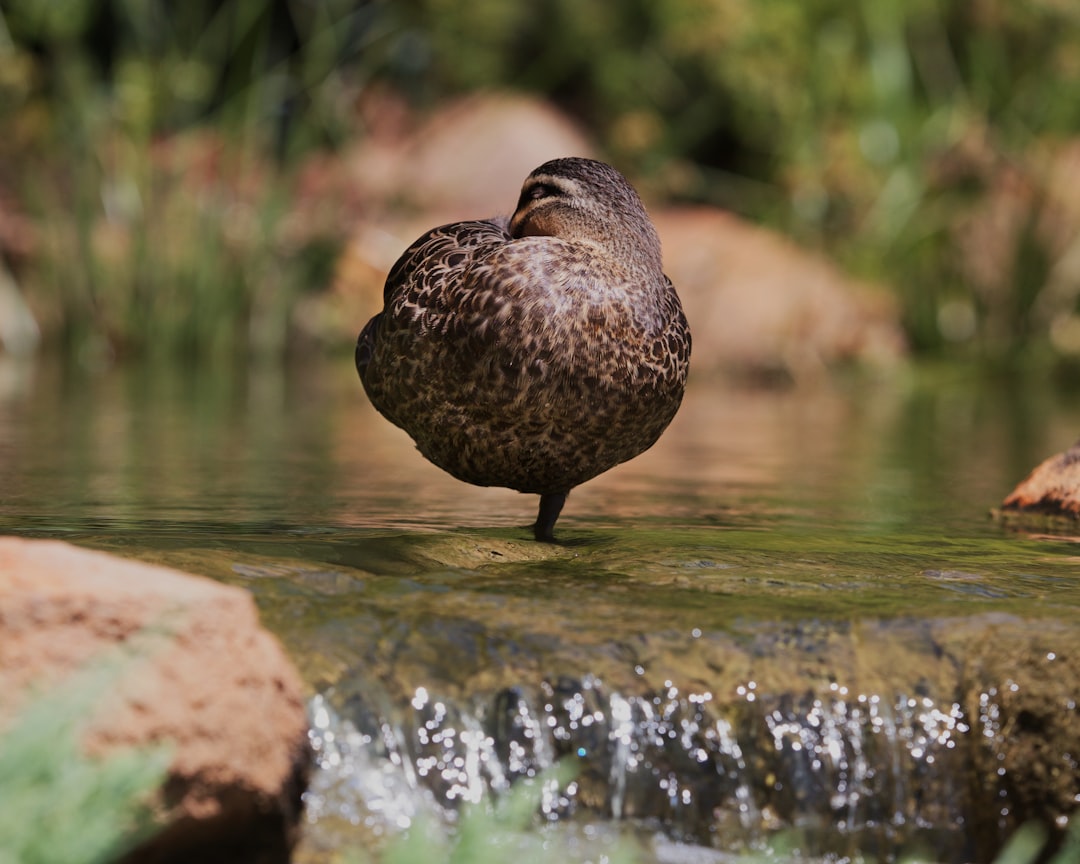Where the Evidence is Honest: What Meditation Cannot Replace (Image Credits: Unsplash)