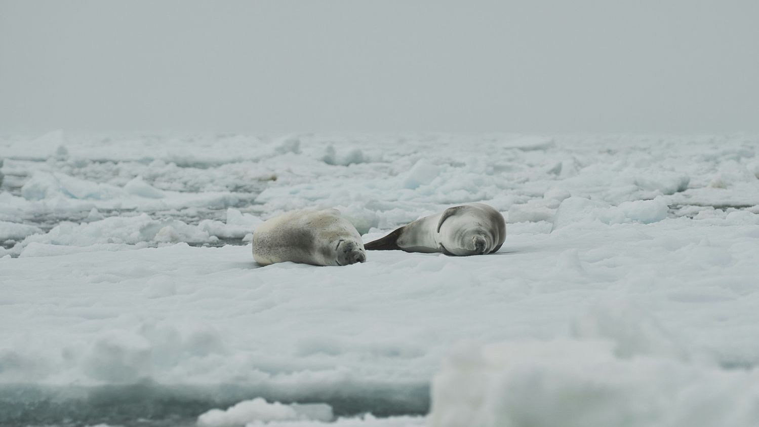 Rapidly melting Antarctic ice shelves may cause global sea levels to rise far faster than expected
