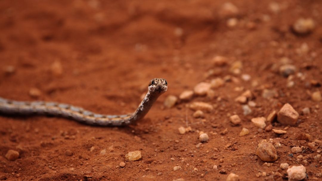 Preliminary Insights into Geographic Variation in Venom Profiles and Functional Activities of Nigerian Snakes, Bitis arietans and Naja nigricollis
