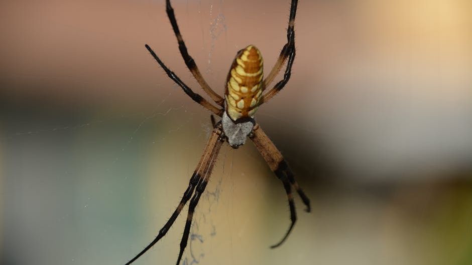 Spiders in a Growing City: New Country and Regional Records of Spiders (Araneae) from Tbilisi, Georgia