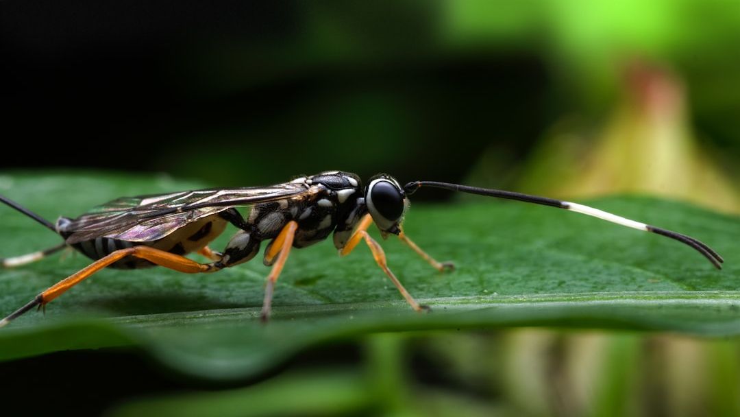 Tiny parasitic wasp named after David Attenborough for his 100th birthday