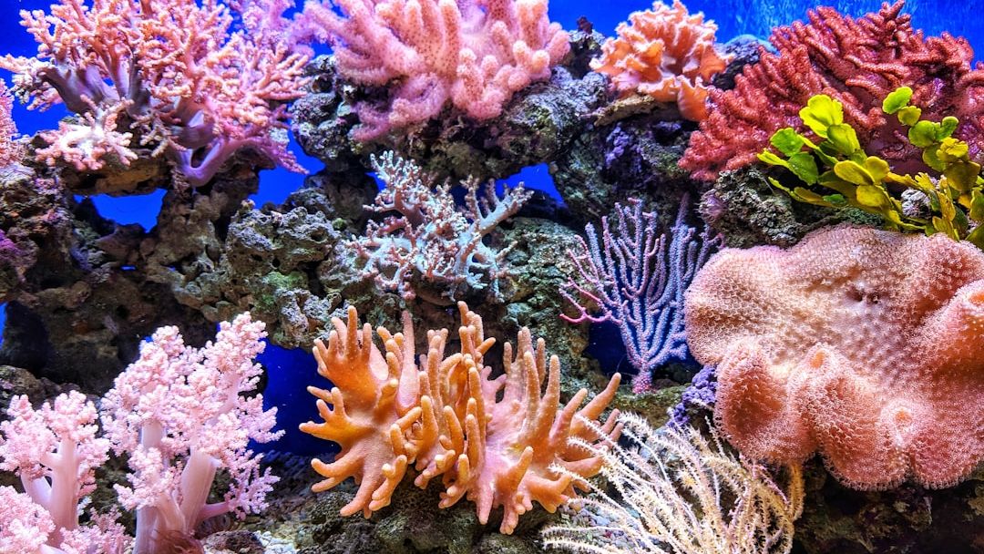 Indonesia to conserve coral reefs in ‘debt-for-nature’ deal