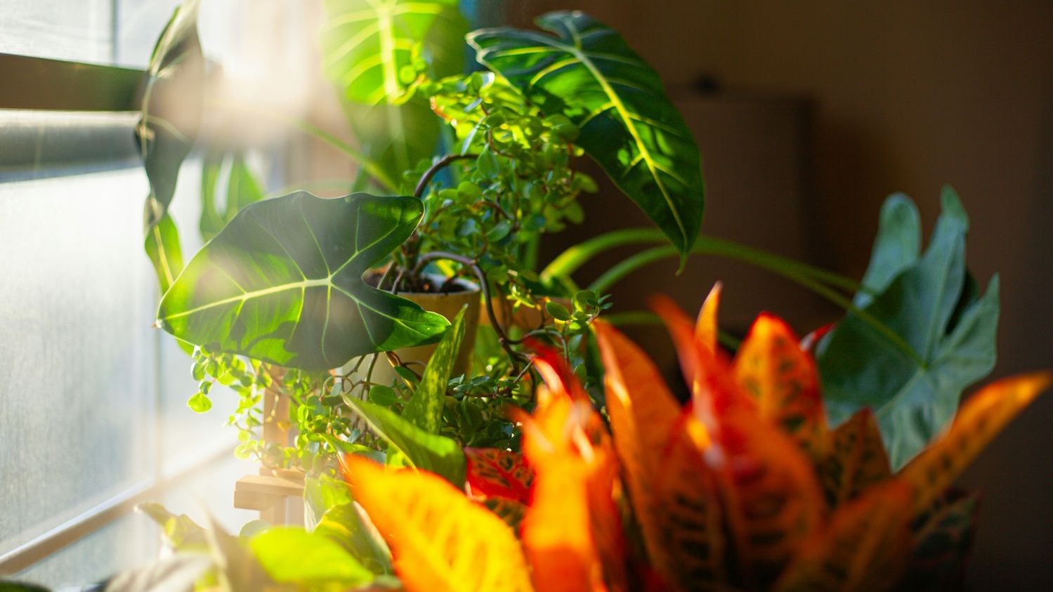 Can houseplants really purify the air in your home? What the science actually says