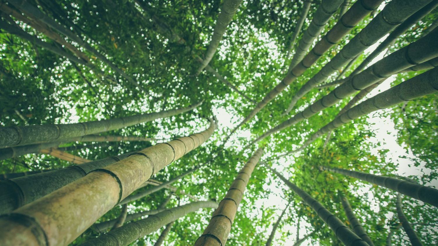 Scientists find natural compounds that hit COVID-19 from every angle