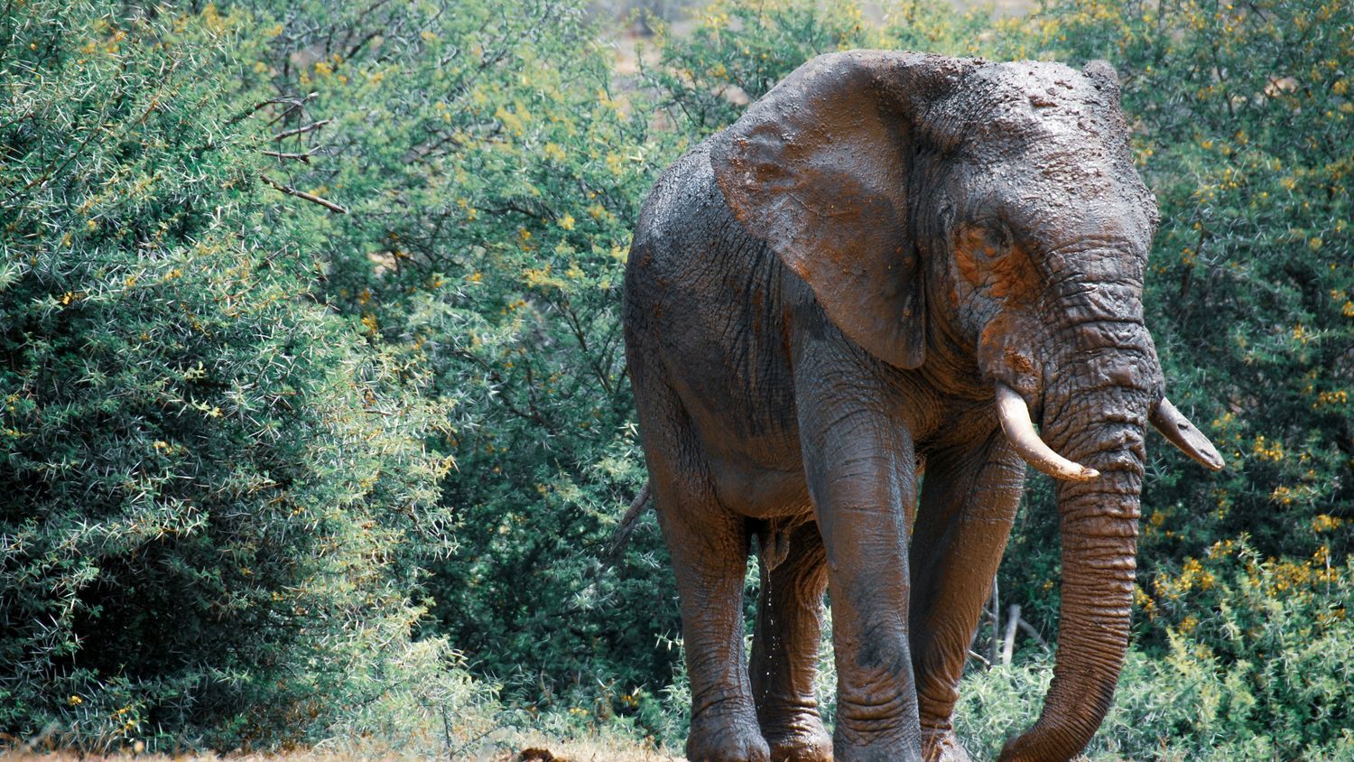 A Century of David Attenborough