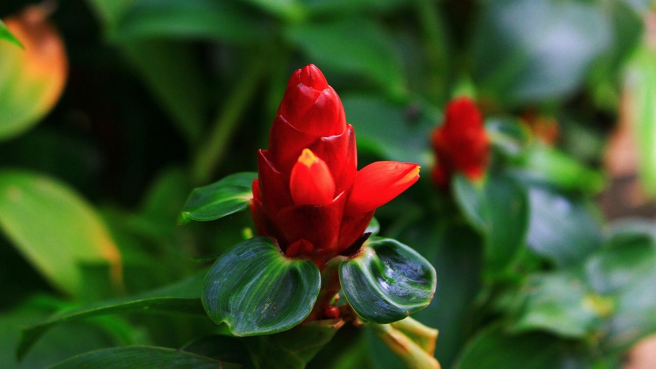 Flowering plants transformed into 'hopeful monsters' in 9 dire bursts across evolutionary time, study finds
