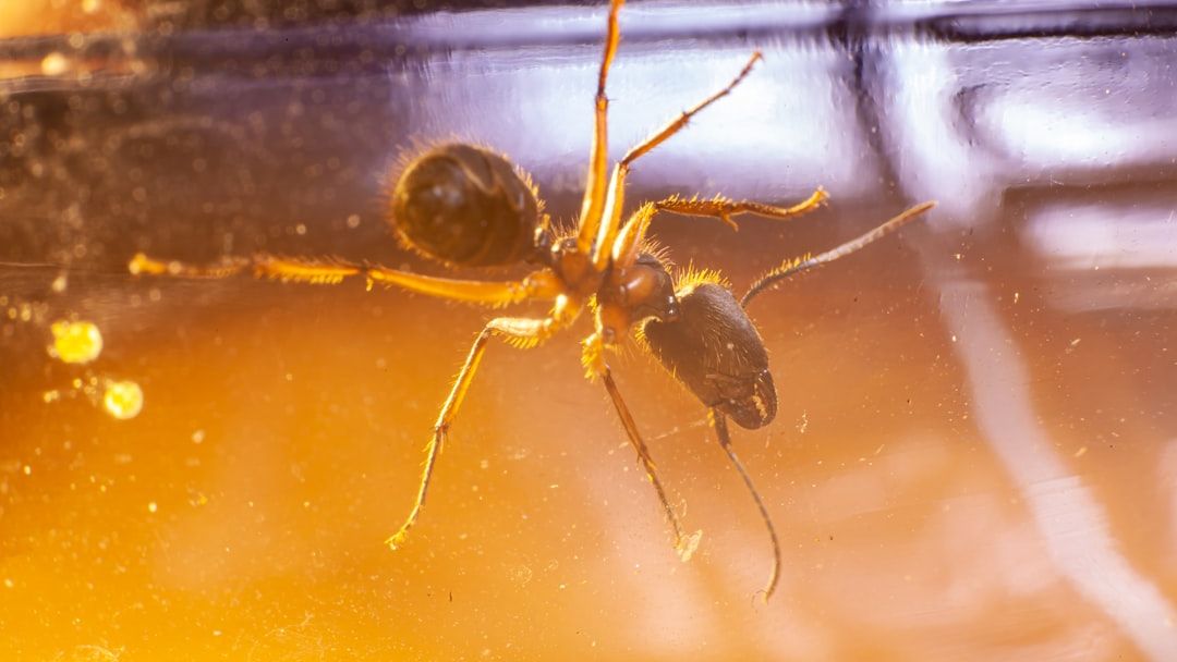A new contribution to the study of subfamily Tridenchthoniinae Balzan, 1892 (Pseudoscorpiones: Chthoniidae) from the late Eocene Baltic amber with the description of Baltochthonius andrushchenkoi gen. et sp. nov. and Heterolophus eridanus sp. nov.