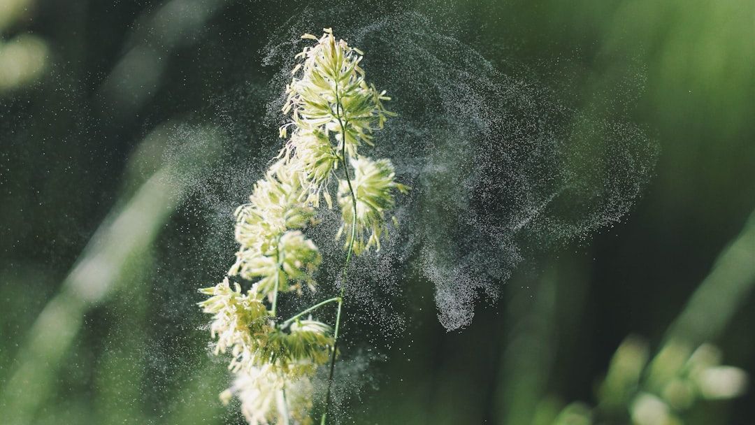 How Climate Change Makes Your Allergies Worse