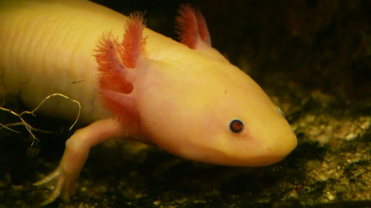 Scientists found the “holy grail” gene that could one day help humans regrow limbs