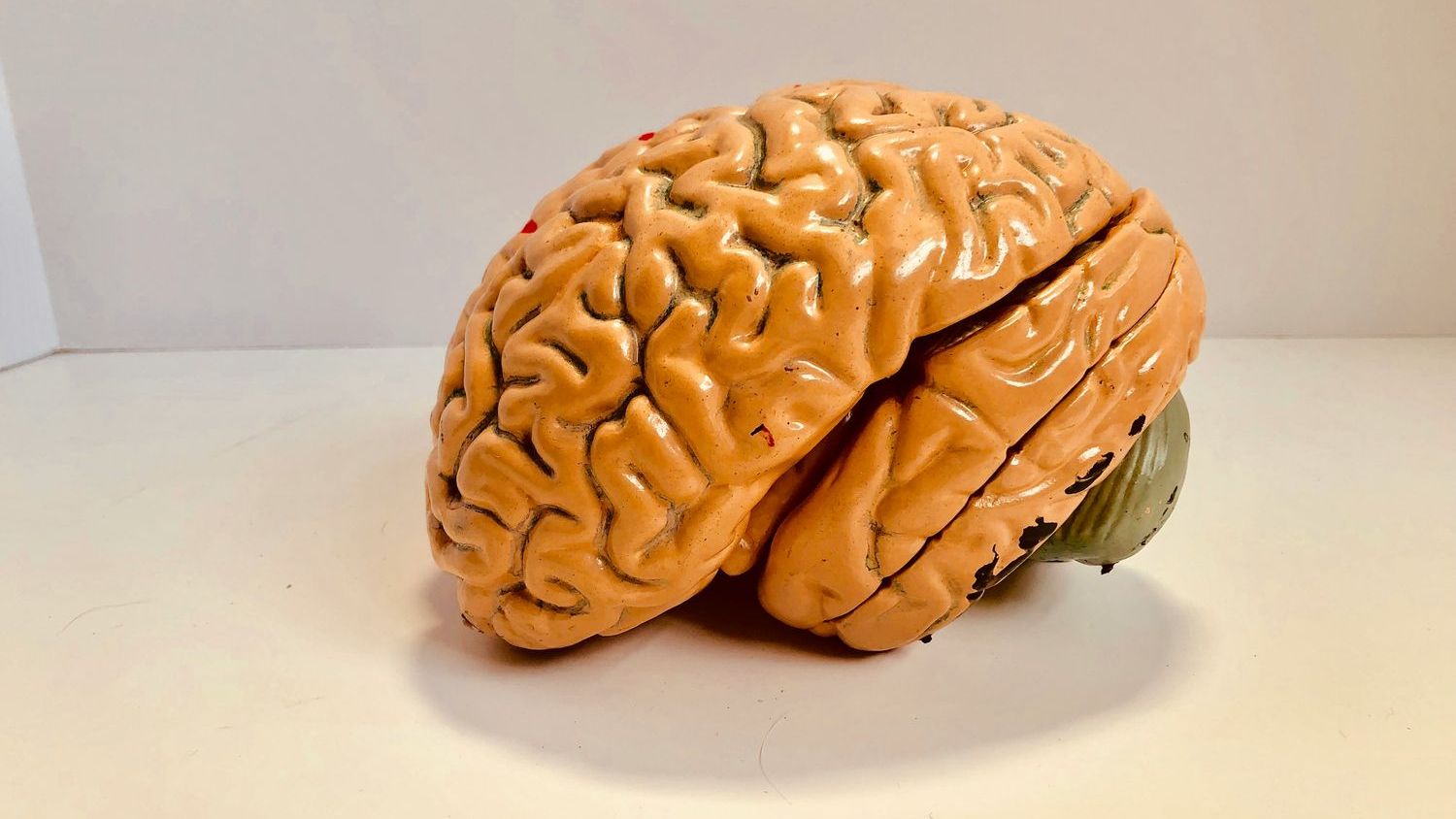If humans are getting smarter, why are our brains shrinking?