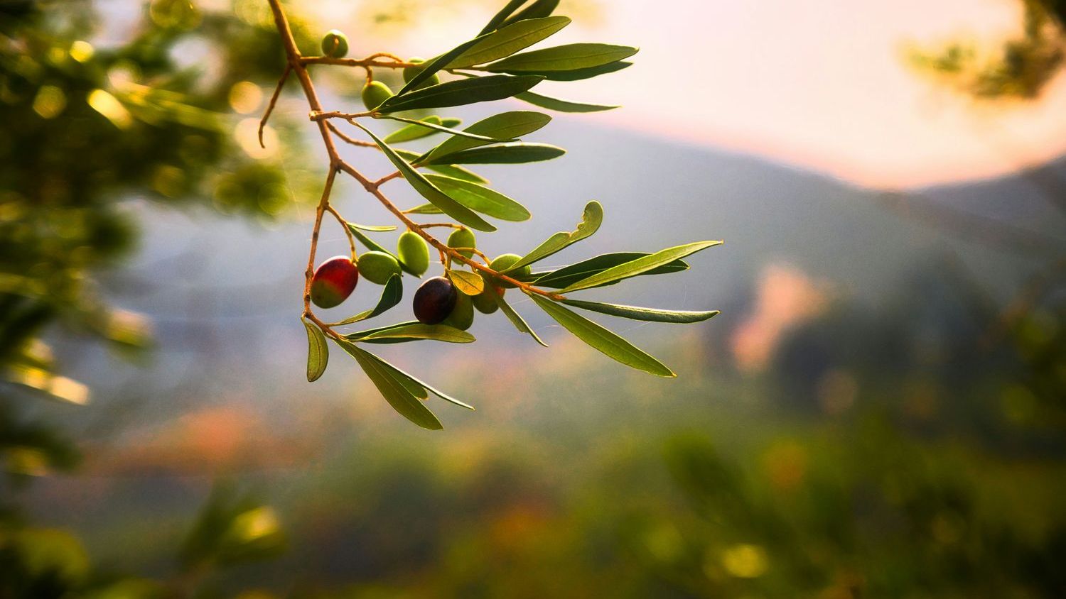 One Type Of Olive Oil Could Help Protect Your Brain (M)