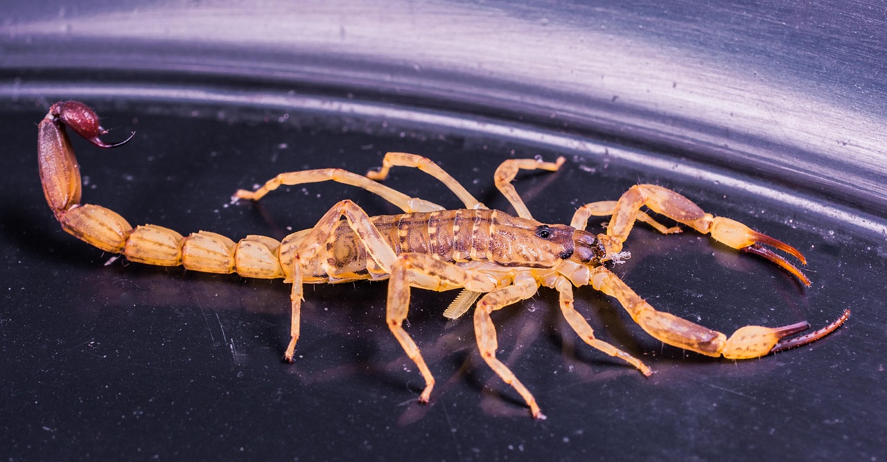 How Scorpio's Shadow Looks in Practice (Image Credits: Pixabay)