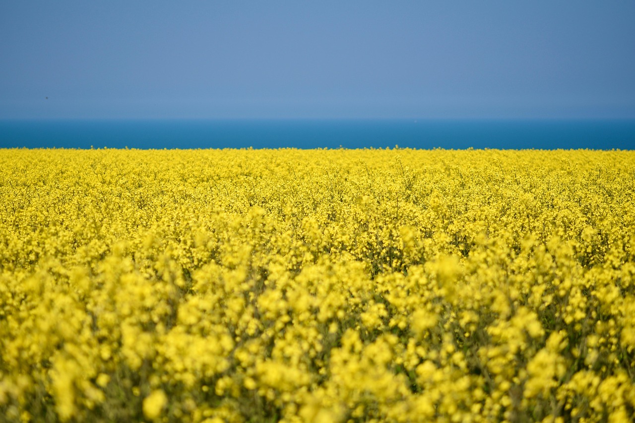 The Oil Fields: What They Were Actually Worth (Image Credits: Pixabay)