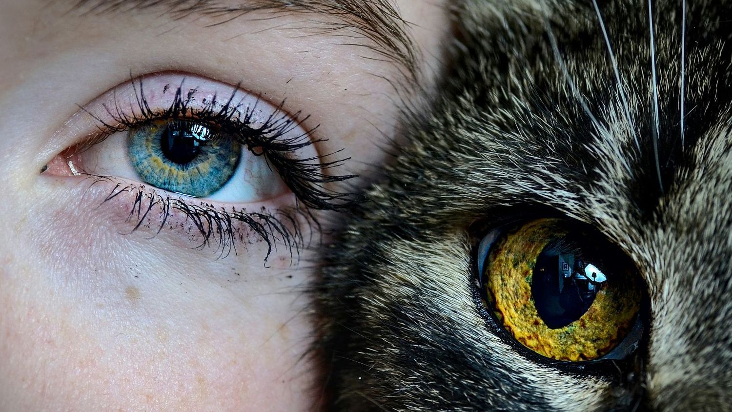 Are we more closely related to cats or dogs?