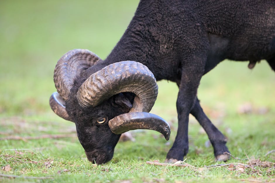 Aries: Charging Past the Finish Line - Without Stopping to Land (Image Credits: Pexels)