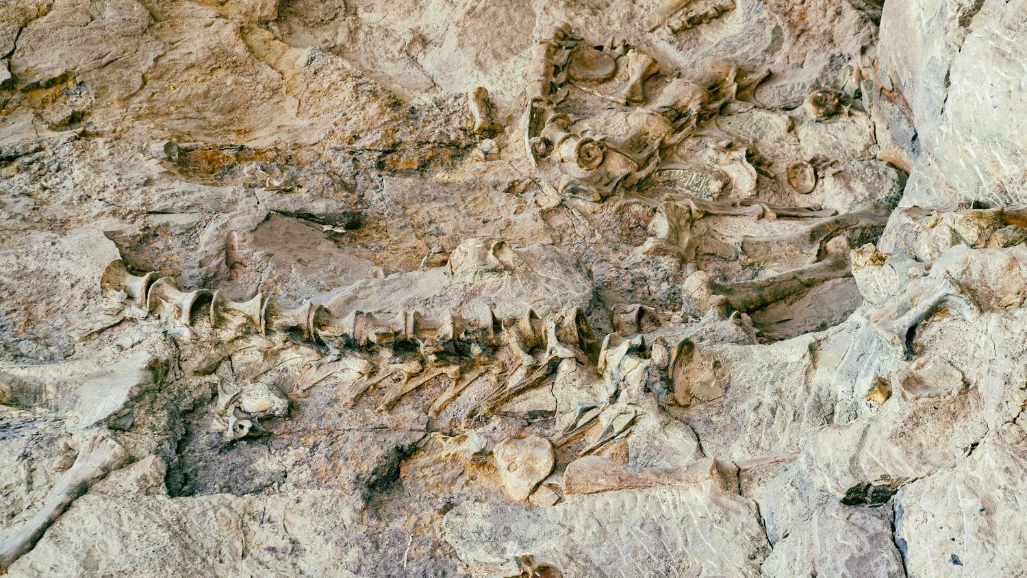 'More than 100 million years of evolution': How snakes evolved and lost their legs