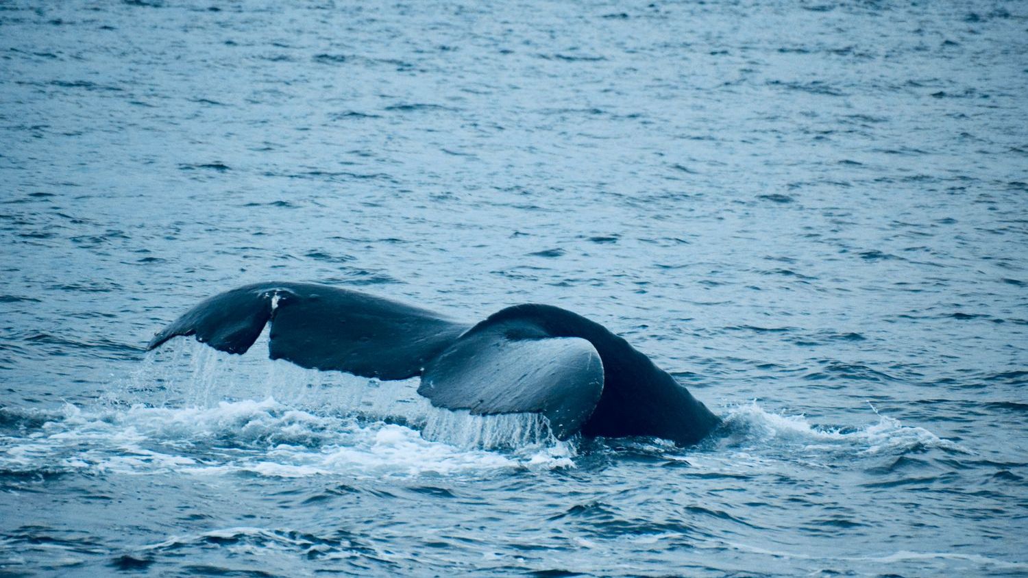 War‑driven sea detours are reshaping shipping routes, putting whales off South Africa in sudden peril