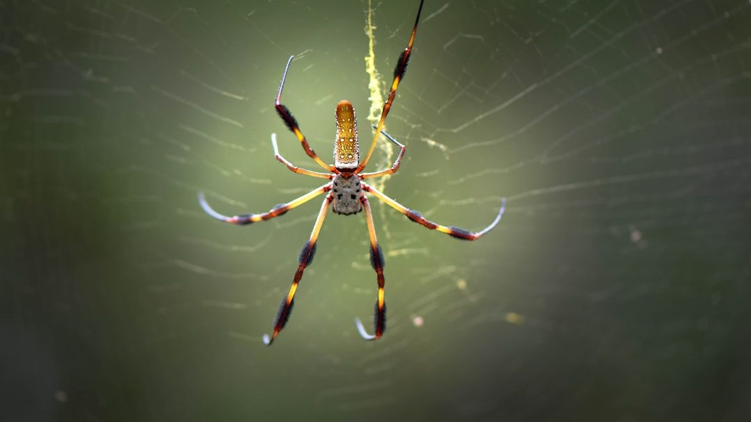 Elevated Temperatures Disrupt Wolbachia-Induced Feminisation and Reshape Microbial Community Dynamics Across Generations in a Spider Host