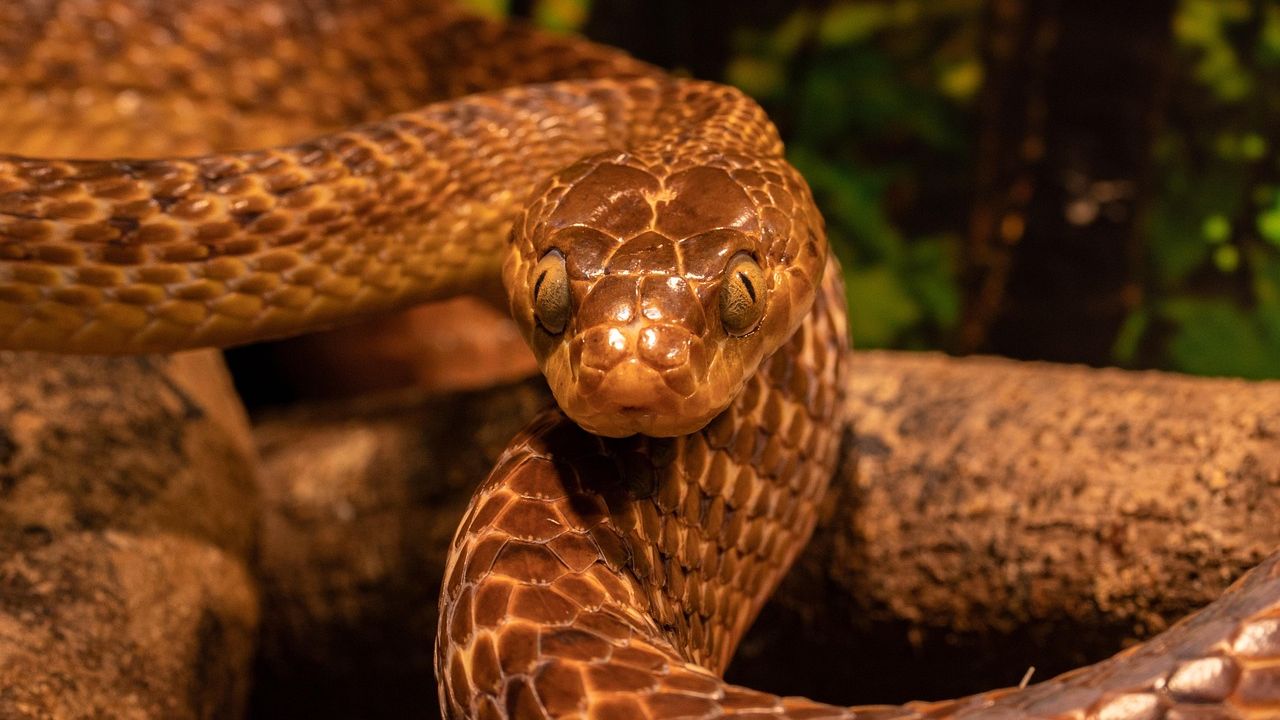 'More than 100 million years of evolution': How snakes evolved and lost their legs