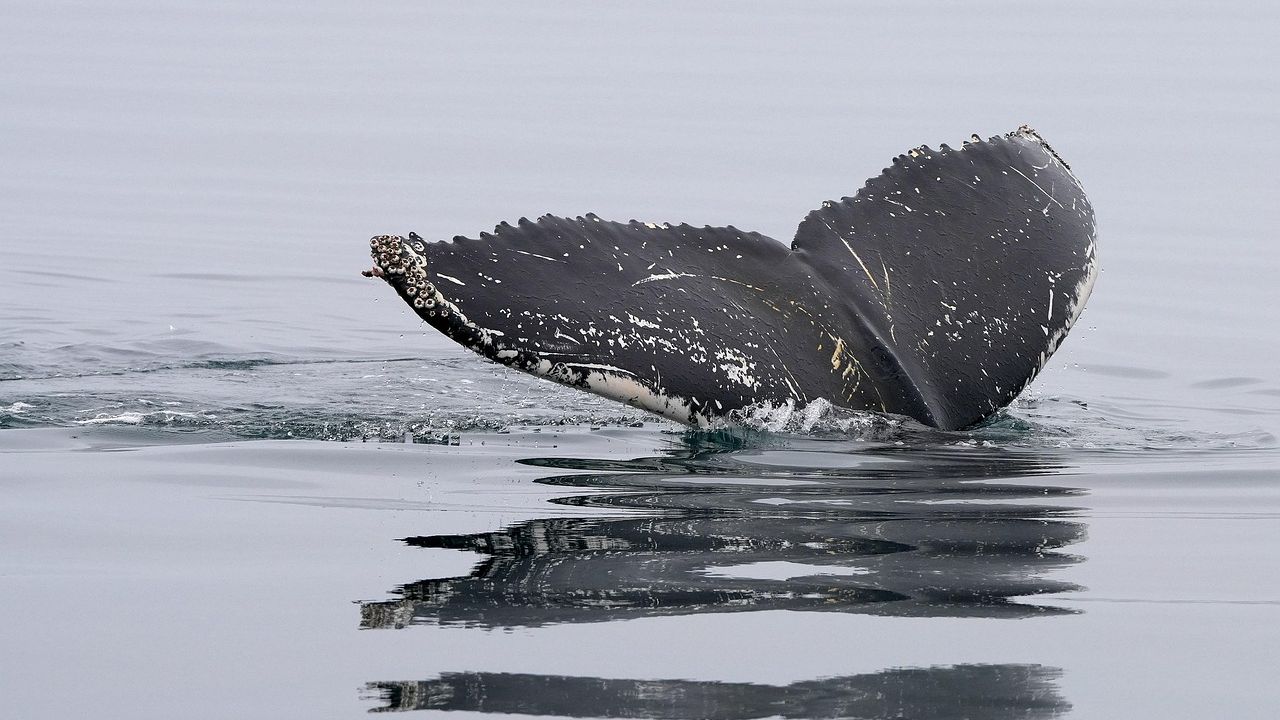 Pirouetting and gaping: mysterious whale behaviour documented as humpback migration begins