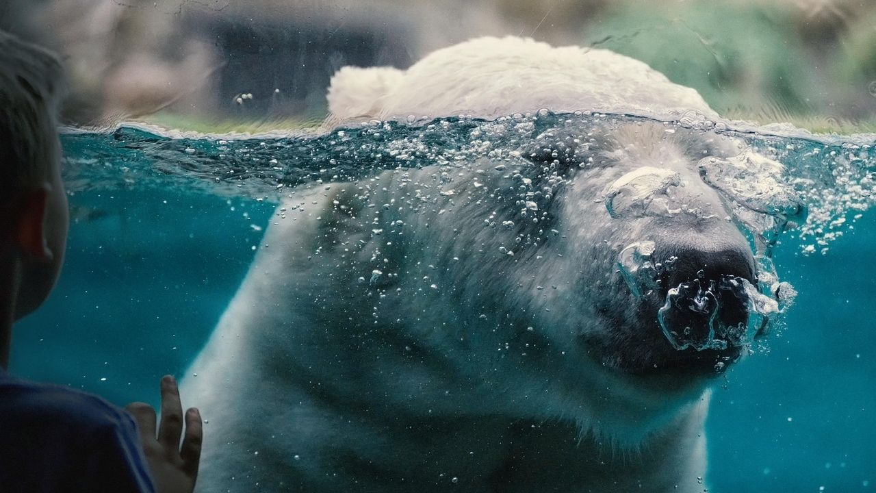 More polar bears are approaching human sites as the climate warms, and it's not just the skinny ones