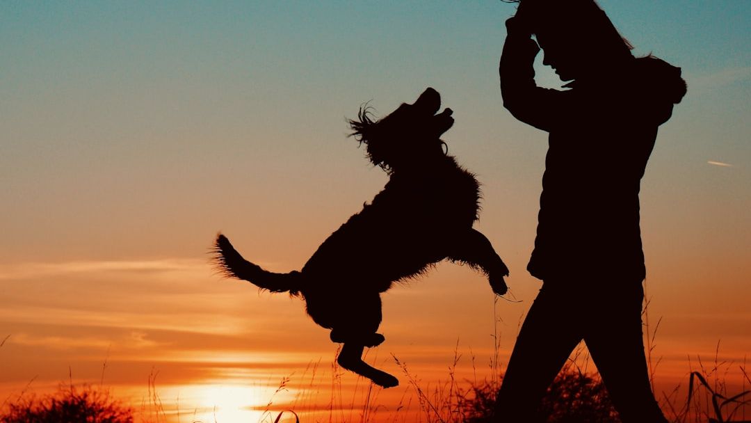 Are we more closely related to cats or dogs?