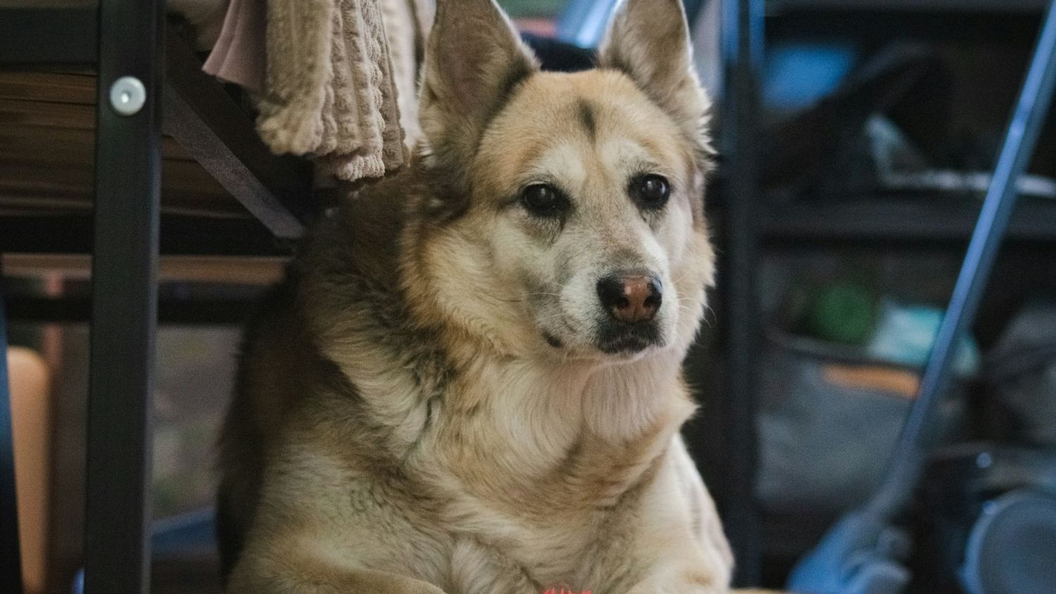 Pets Slow Age-Related Cognitive Decline – May Reduce Dementia Risk