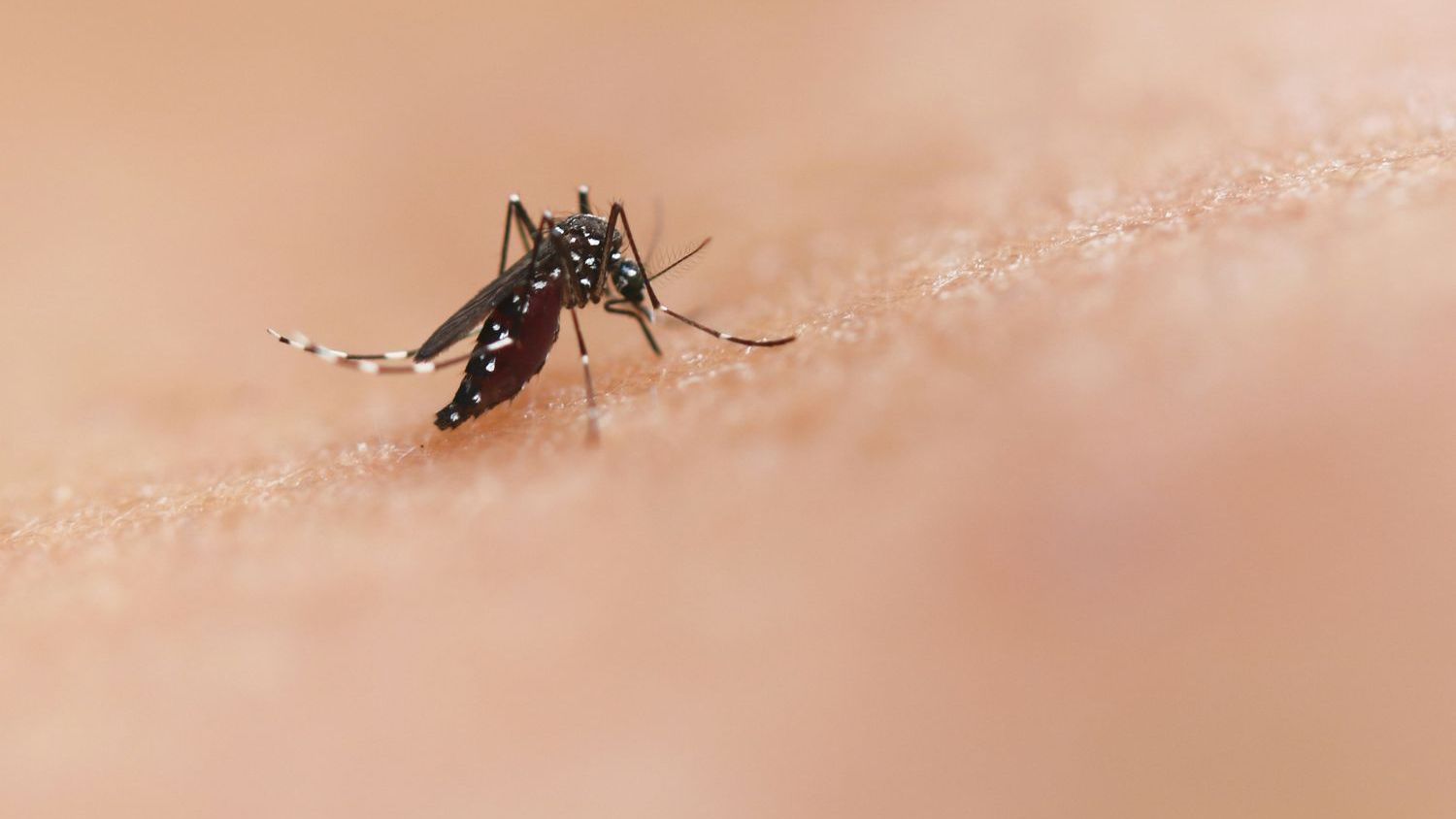 Why are some people mosquito magnets? Clues are emerging