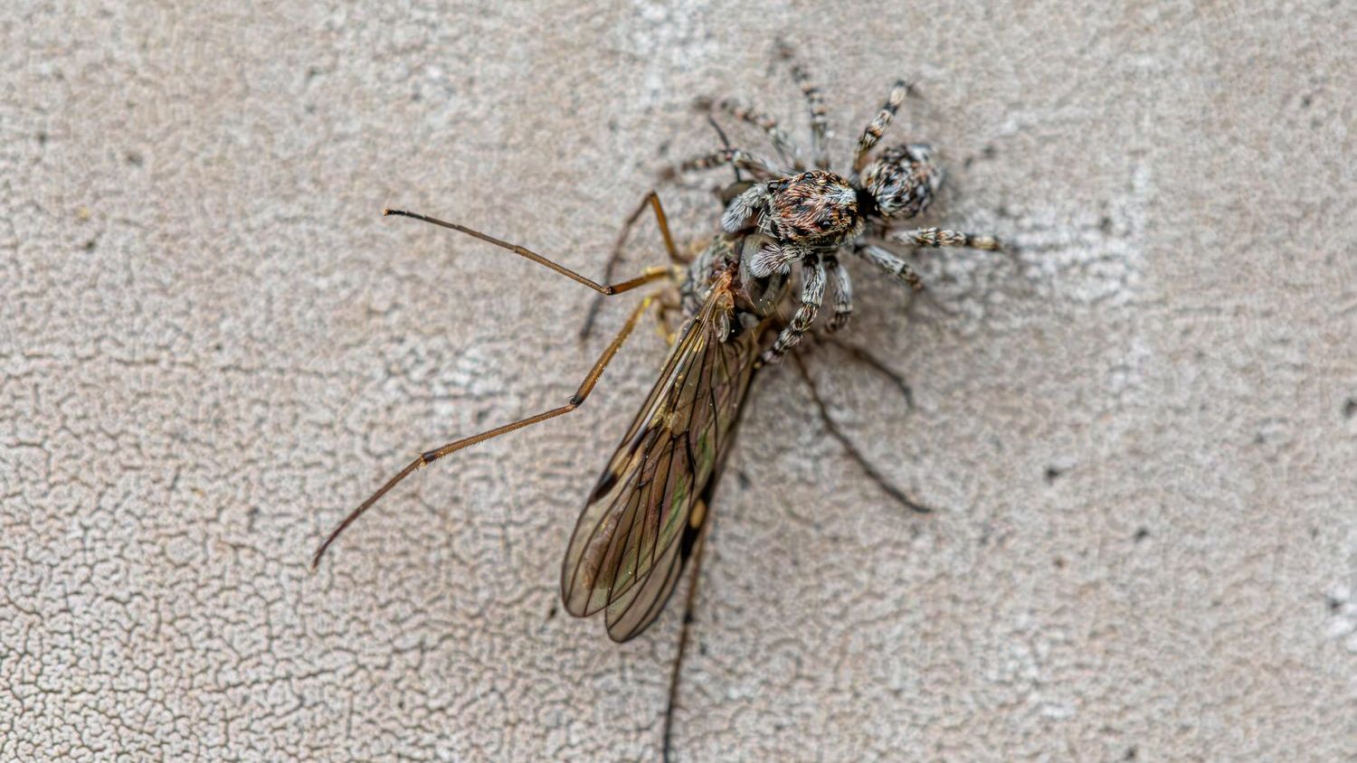 What if we killed all mosquitoes?